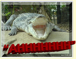 free funny ecard ahh with crocodile
