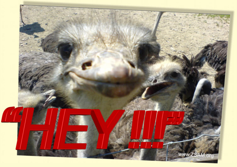 free funny ecard hey with ostrich
